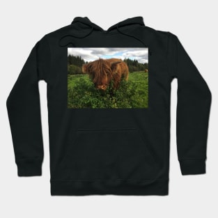 Scottish Highland Cattle Calf 2109 Hoodie